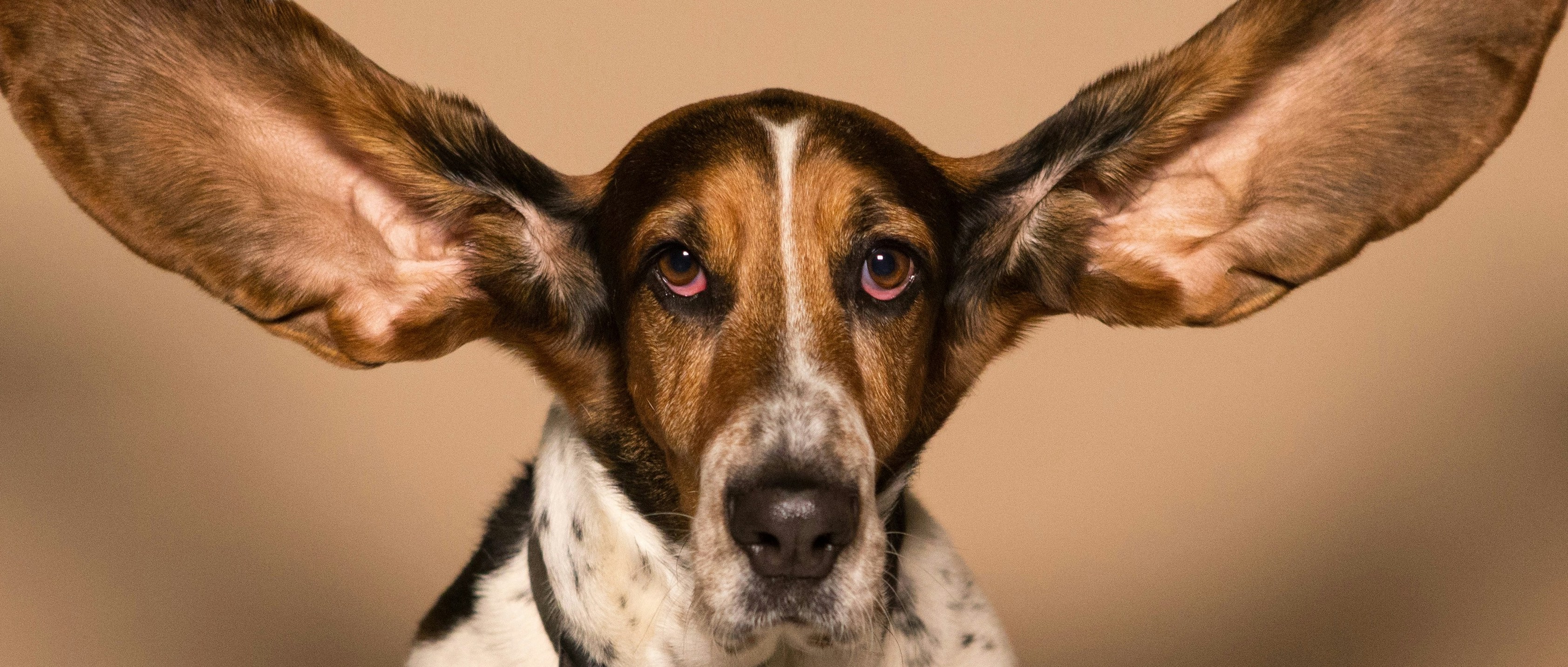 A dog with very large ears (attention-getter for auricular acupuncture page)